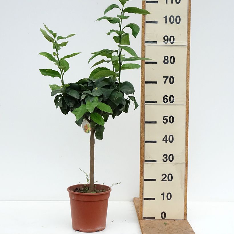 Spécimen de Bergamote - Citrus bergamia Pot de 4L/5L, 1/4 de tige tel que livré en automne