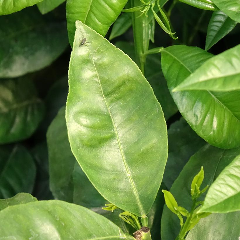 Bergamote - Citrus bergamia (Foliage)