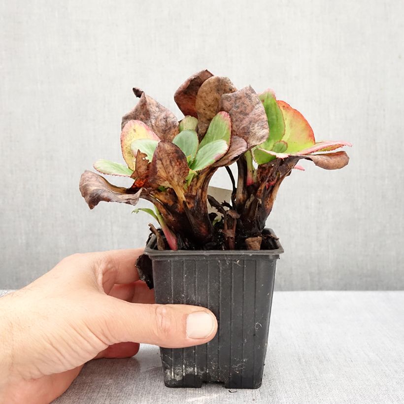 Spécimen de Bergénia Bach - Plante des savetiers Godet de 8/9 cm tel que livré en automne
