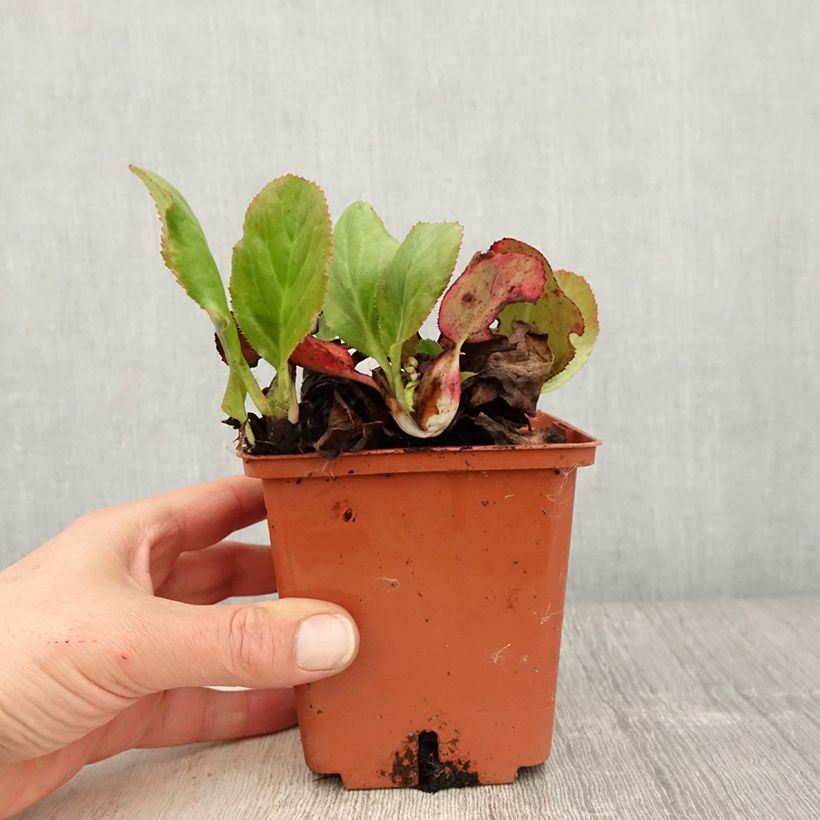 Example of Bergenia Bressingham White Pot de 1,5L/2L as you get in printemps