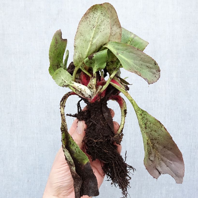 Spécimen de Bergenia Bressingham White Racines nues tel que livré en hiver