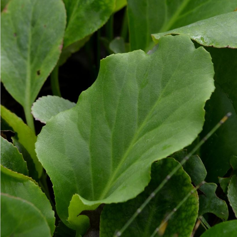 Bergenia cordifolia - Plante des savetiers (Foliage)