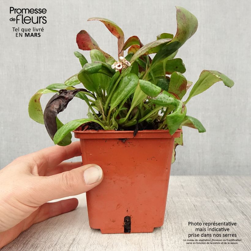 Example of Bergenia cordifolia Silberlicht - Plante des savetiers Pot de 1L/1,5L as you get in printemps