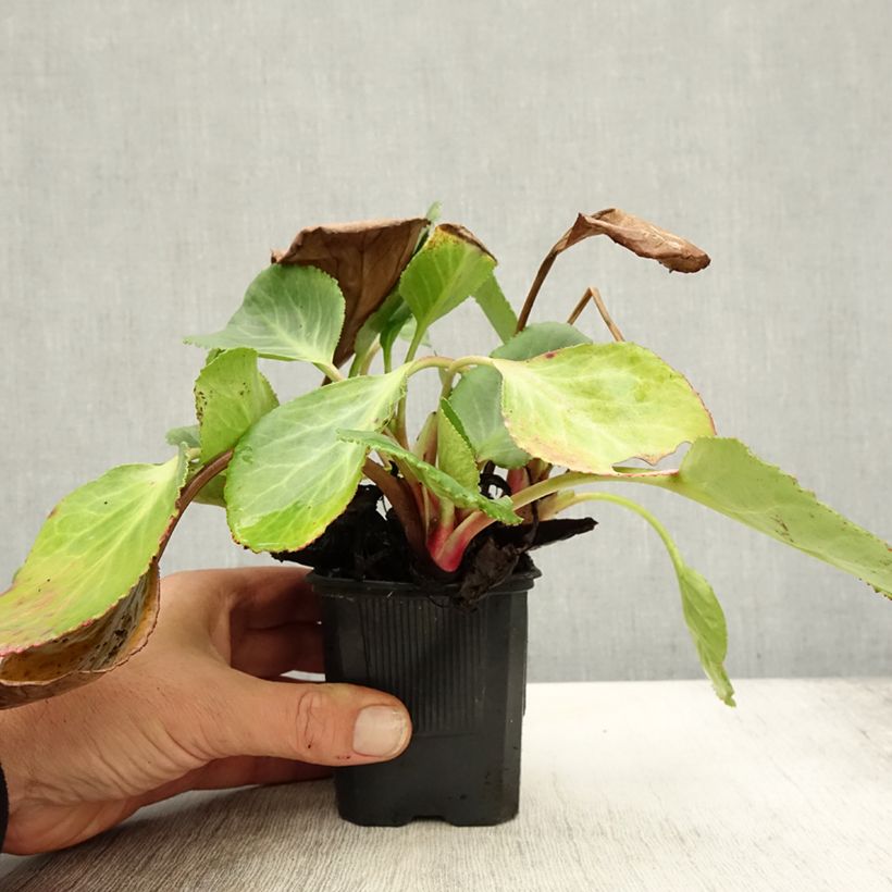 Spécimen de Bergenia hybride Harzkristall Godet de 8/9 cm tel que livré en automne