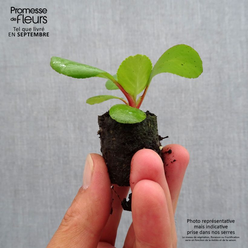 Example of Bergenia hybride Harzkristall Mini-motte Ø 3/4 cm as you get in automne