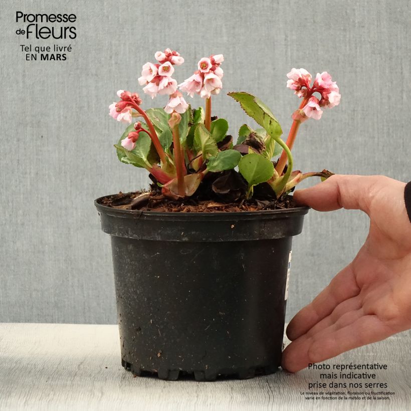 Example of Bergenia hybride Harzkristall Pot de 2L/3L as you get in printemps