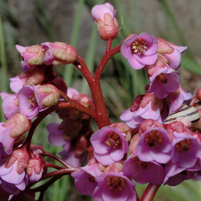 Bergenia schmidtii - Plante des savetiers (Flowering)