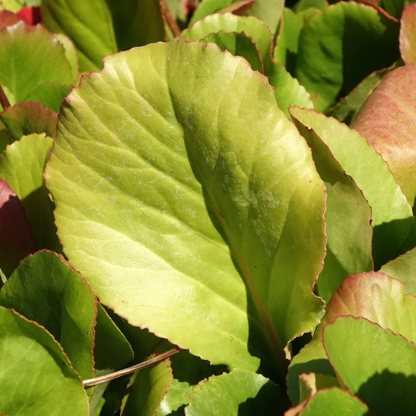 Bergénia Winterglut (Foliage)