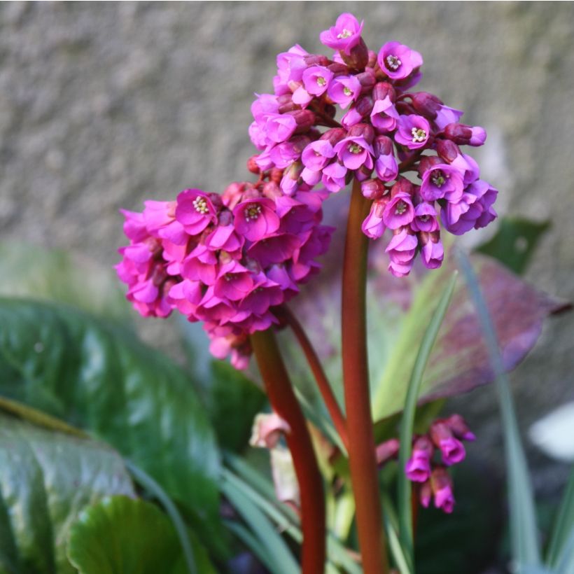 Bergenia purpurascens - Plante des savetiers (Flowering)
