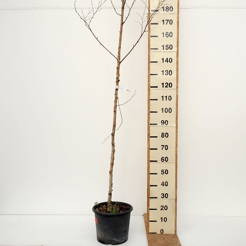 Spécimen de Betula ermanii Holland - Bouleau d'Erman  Pot de 12L/15L tel que livré en automne