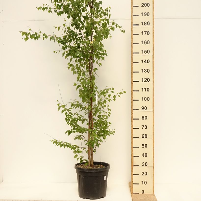 Example of Betula pendula (alba, verrucosa) Pot de 18L/20L as you get in printemps