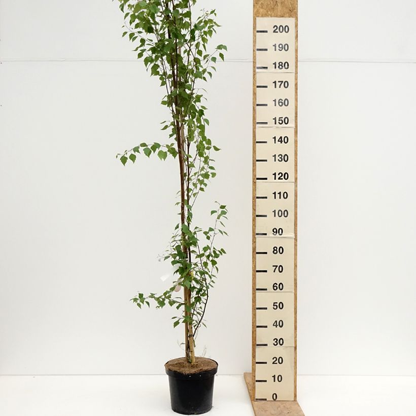 Example of Betula pendula Fastigiata - Bouleau fastigié Pot de 7,5L/10L, Tige as you get in printemps