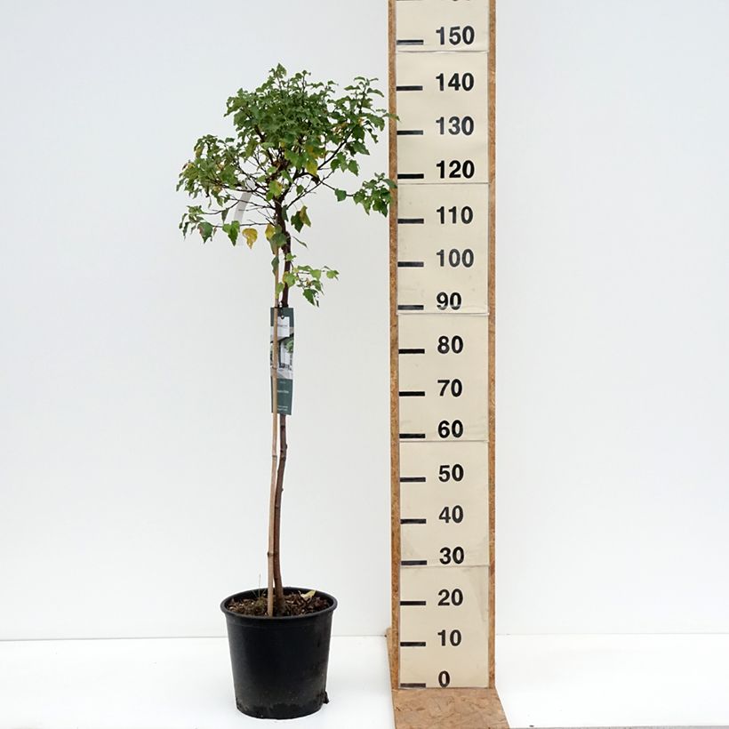 Spécimen de Betula pendula Magical Globe - Bouleau commun Pot de 7,5L/10L, Tige tel que livré en automne