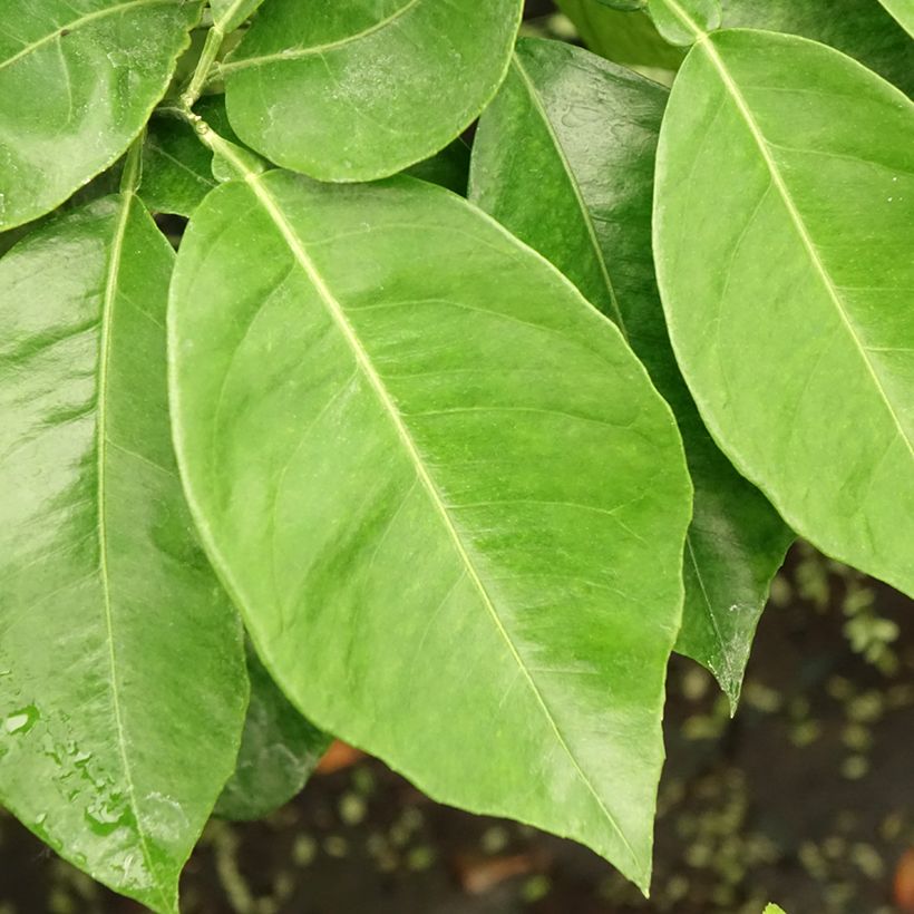 Bigaradier Bizzaria - Oranger amer (Foliage)