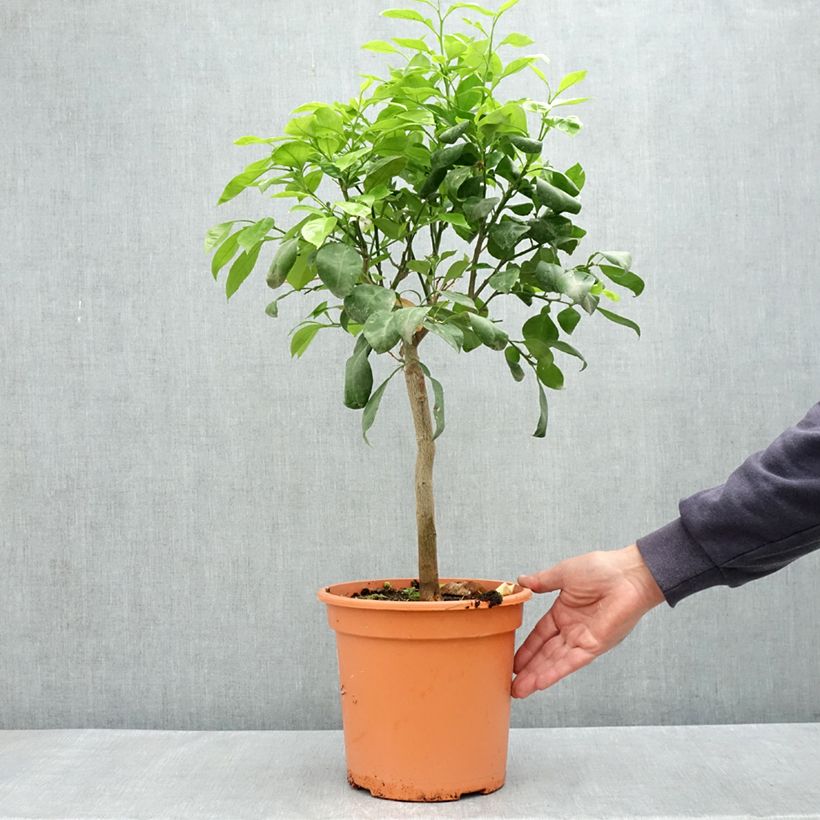 Example of Bigaradier Bizzaria - Oranger amer Pot de 6L/7L, 1/4 de tige as you get in printemps