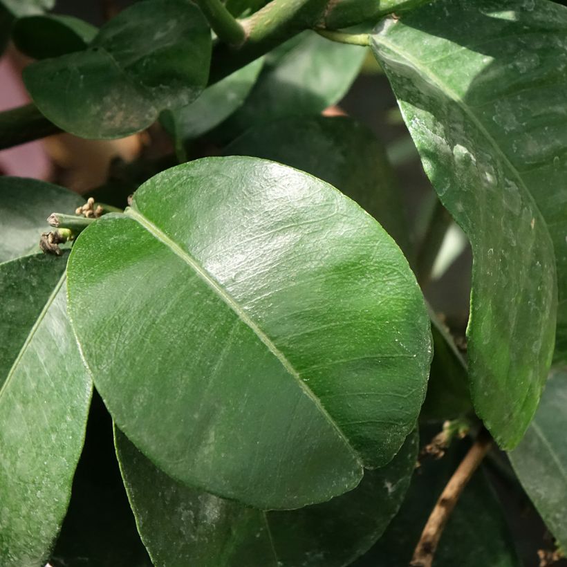 Bigaradier Bouquet de Fleur - Oranger amer (Foliage)