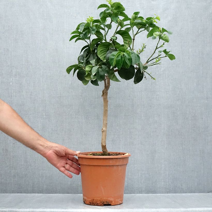 Example of Bigaradier Bouquet de Fleur - Oranger amer Pot de 6L/7L, 1/4 de tige as you get in ete