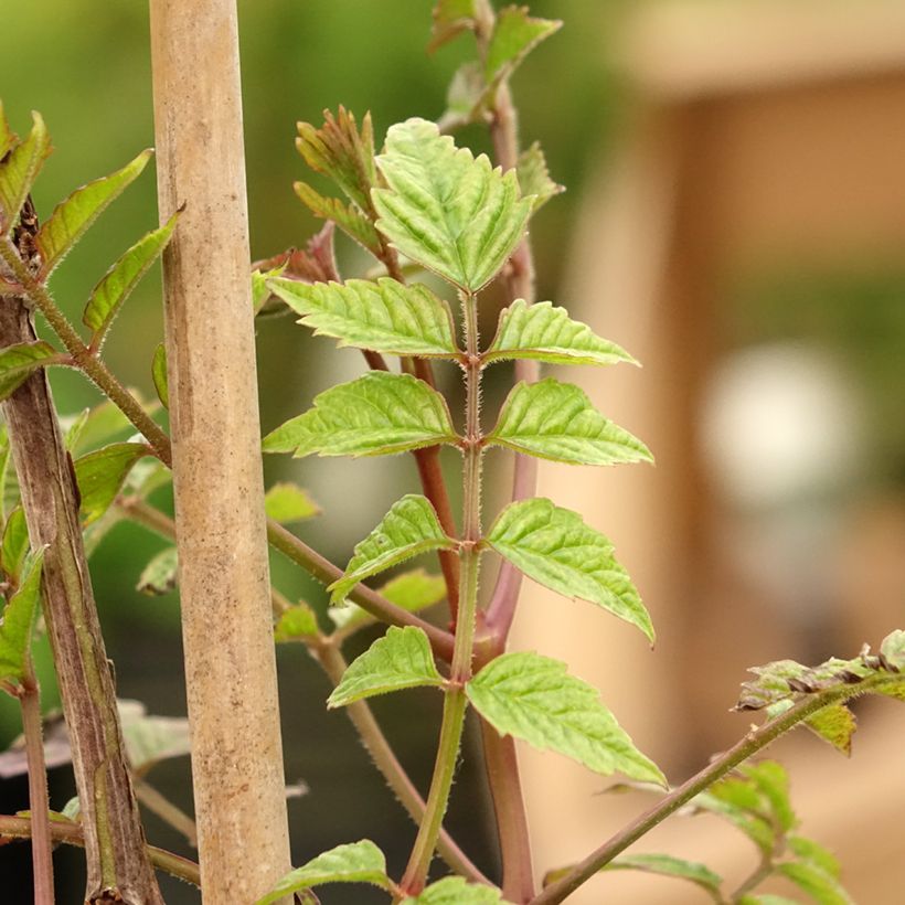 Bignone - Campsis tagliabuana Madame Galen (Foliage)