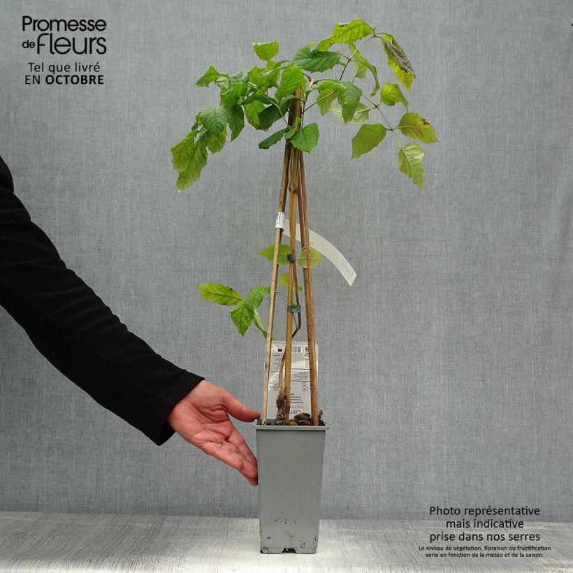 Spécimen de Bignone - Campsis tagliabuana Madame Galen Pot de 2L/3L tel que livré en automne