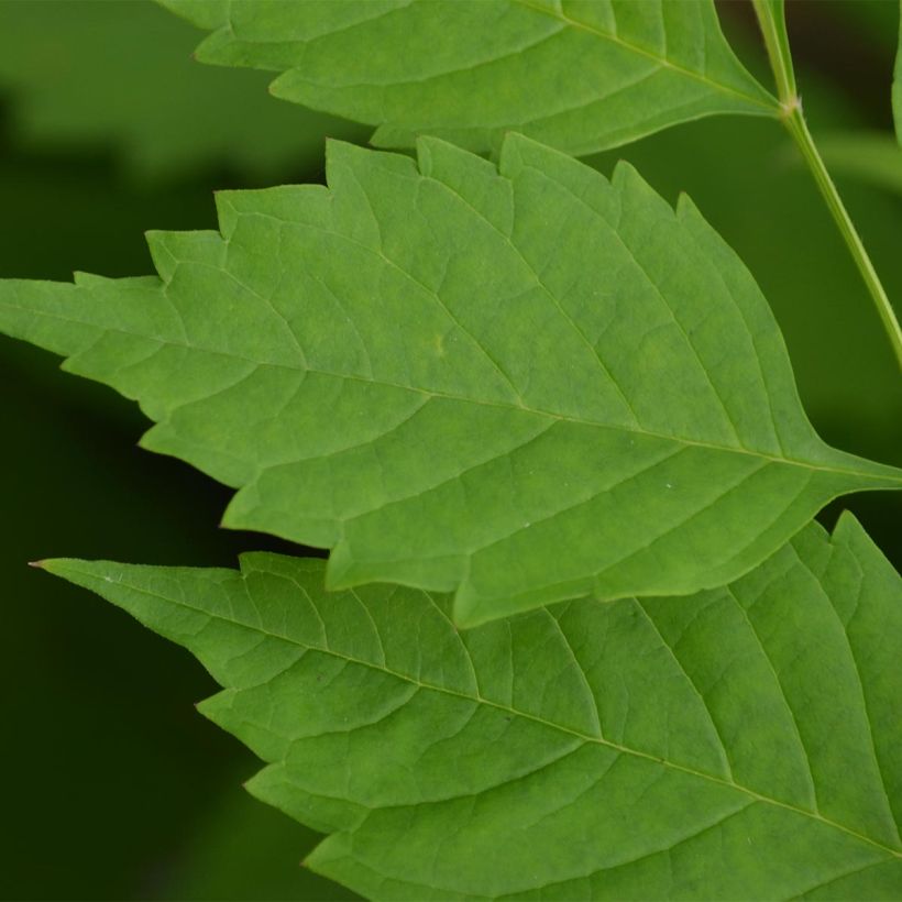 Campsis radicans Indian Summer - Bignone de Virginie  (Foliage)