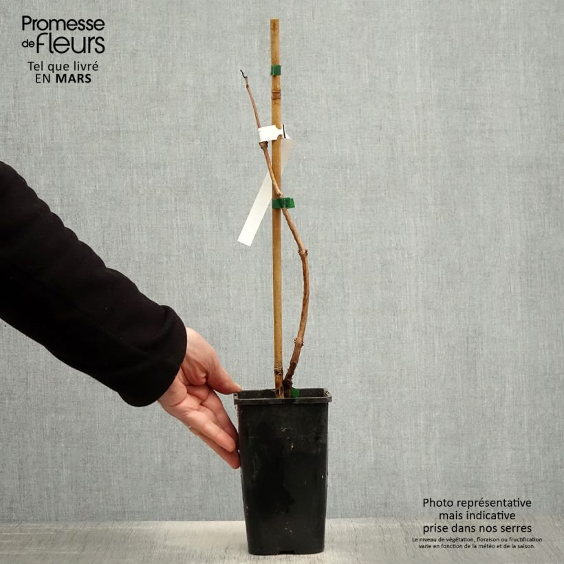 Example of Bignone Orangeade - Campsis x tagliabuana Tracamp Pot de 1,5L/2L as you get in printemps