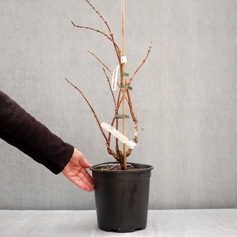 Example of Bignone Orangeade - Campsis x tagliabuana Tracamp Pot de 6L/7L as you get in hiver