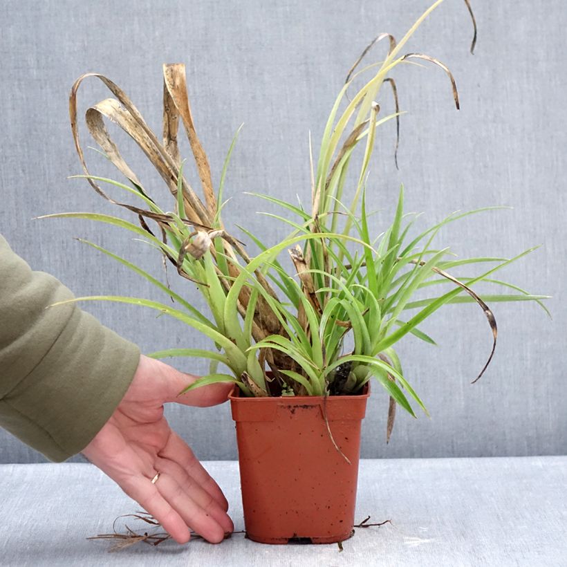 Example of Billbergia nutans Pot de 1L/1,5L as you get in hiver