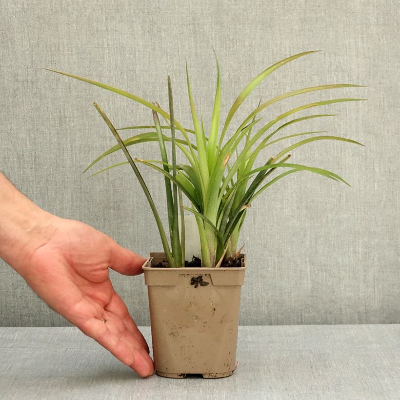 Spécimen de Billbergia nutans Pot de 1L/1,5L tel que livré au printemps