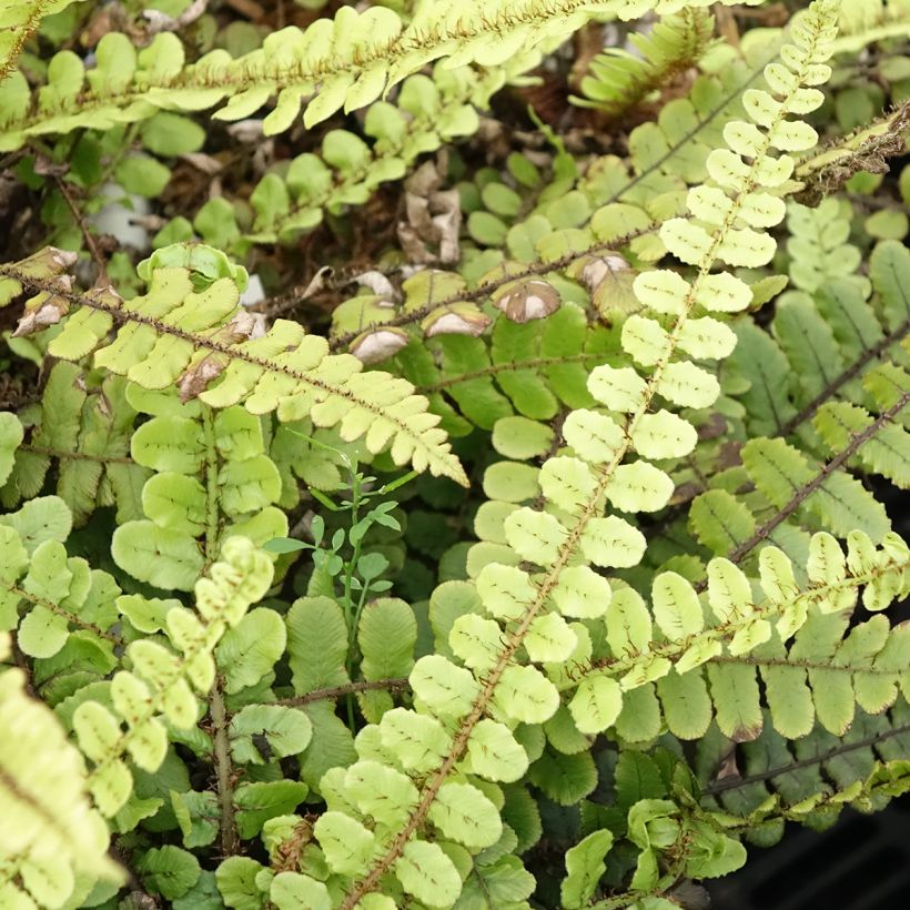 Blechnum fluviatile (Feuillage)