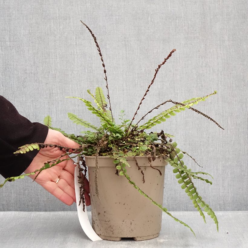 Example of Blechnum fluviatile Pot de 3L/4L as you get in hiver