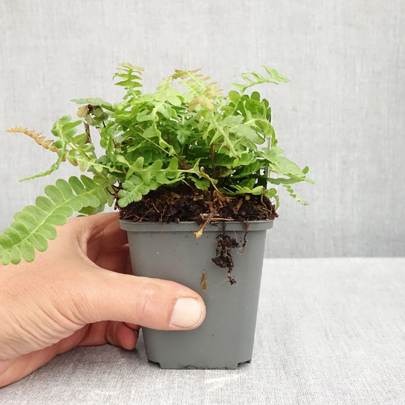 Spécimen de Blechnum penna-marina - Fougère Godet de 8/9 cm tel que livré en automne