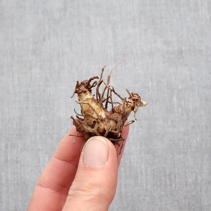 Example of Bletilla Penway Paris - Orchidée jacinthe Bulbe as you get in printemps