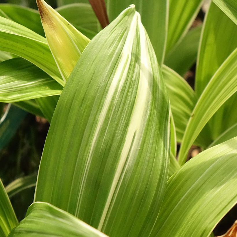 Bletilla striata Alba - Orchidée jacinthe Blanche  (Foliage)