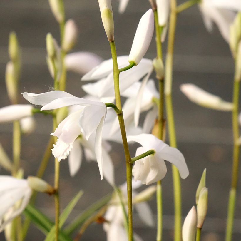 Bletilla striata Alba - Orchidée jacinthe Blanche  (Flowering)
