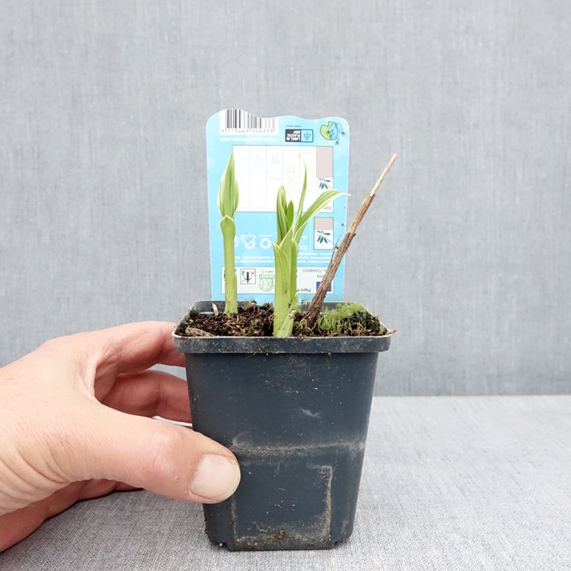 Example of Bletilla striata Alba - Orchidée jacinthe Blanche  Godet de 8/9 cm calibre I as you get in printemps