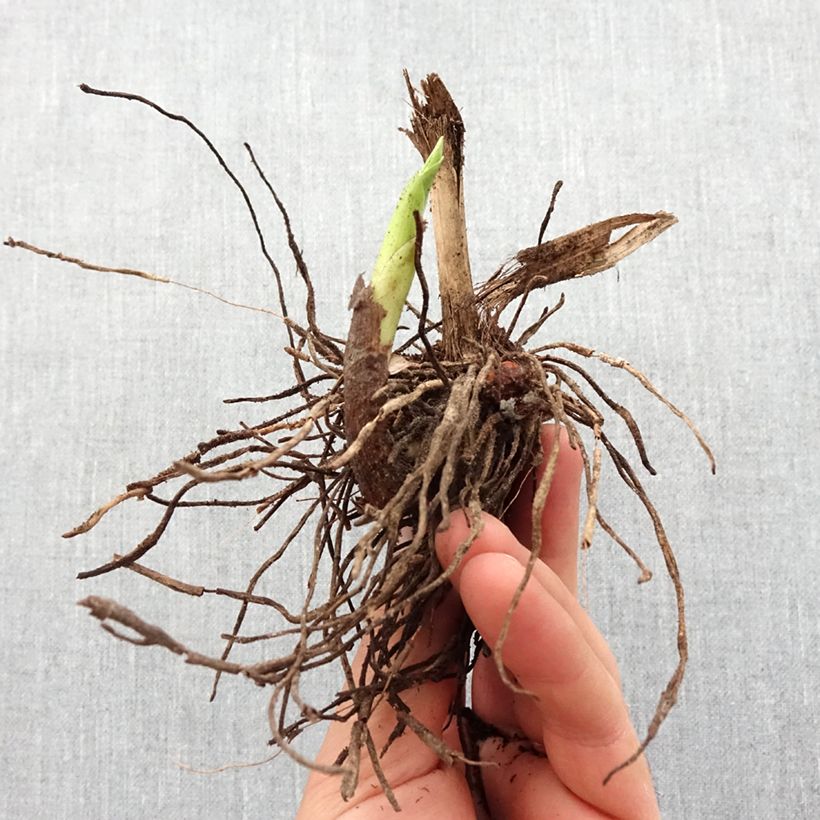 Spécimen de Bletilla striata f. gebina - Orchidée jacinthe Bulbe calibre I tel que livré au printemps