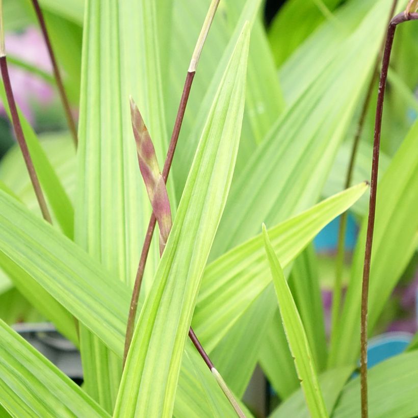 Bletilla striata - Orchidée jacinthe (Foliage)