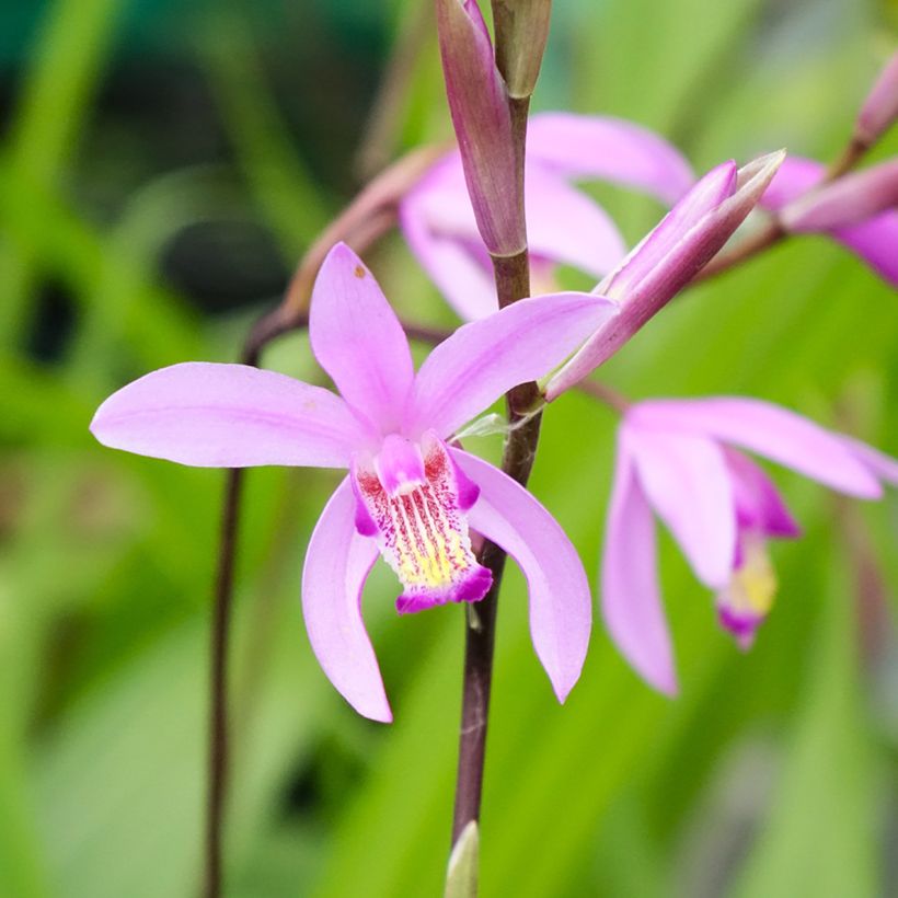 Bletilla striata - Orchidée jacinthe (Flowering)