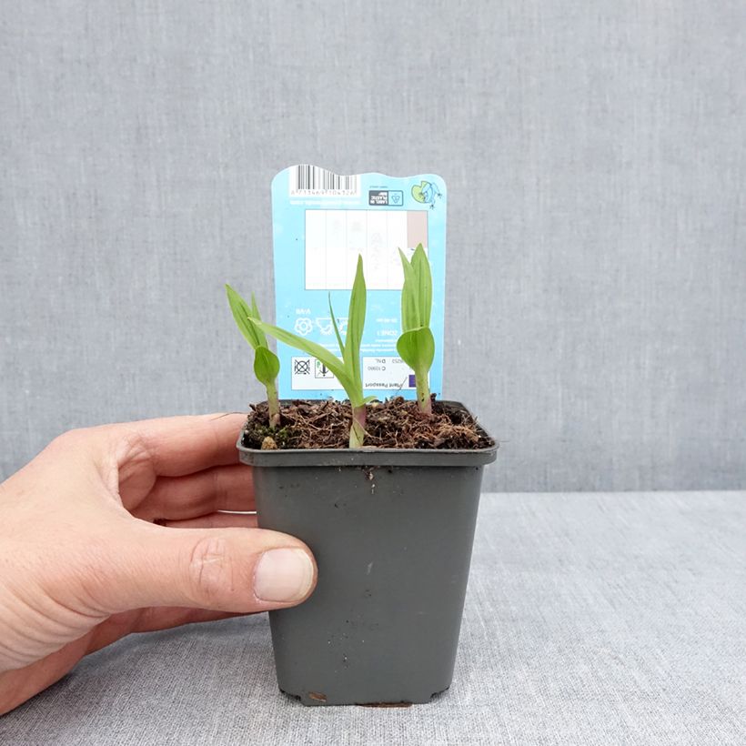 Example of Bletilla striata - Orchidée jacinthe Godet de 8/9 cm as you get in printemps