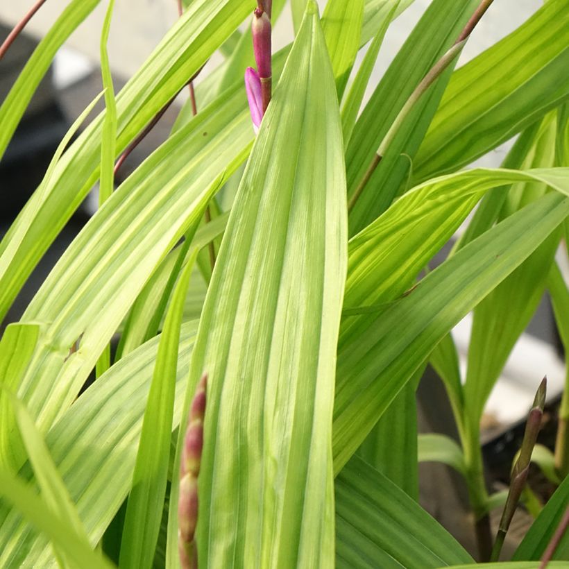 Bletilla striata Purple - Orchidée jacinthe (Foliage)