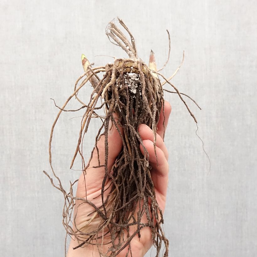 Example of Bletilla striata Rose - Orchidée jacinthe  Bulbe calibre I as you get in printemps