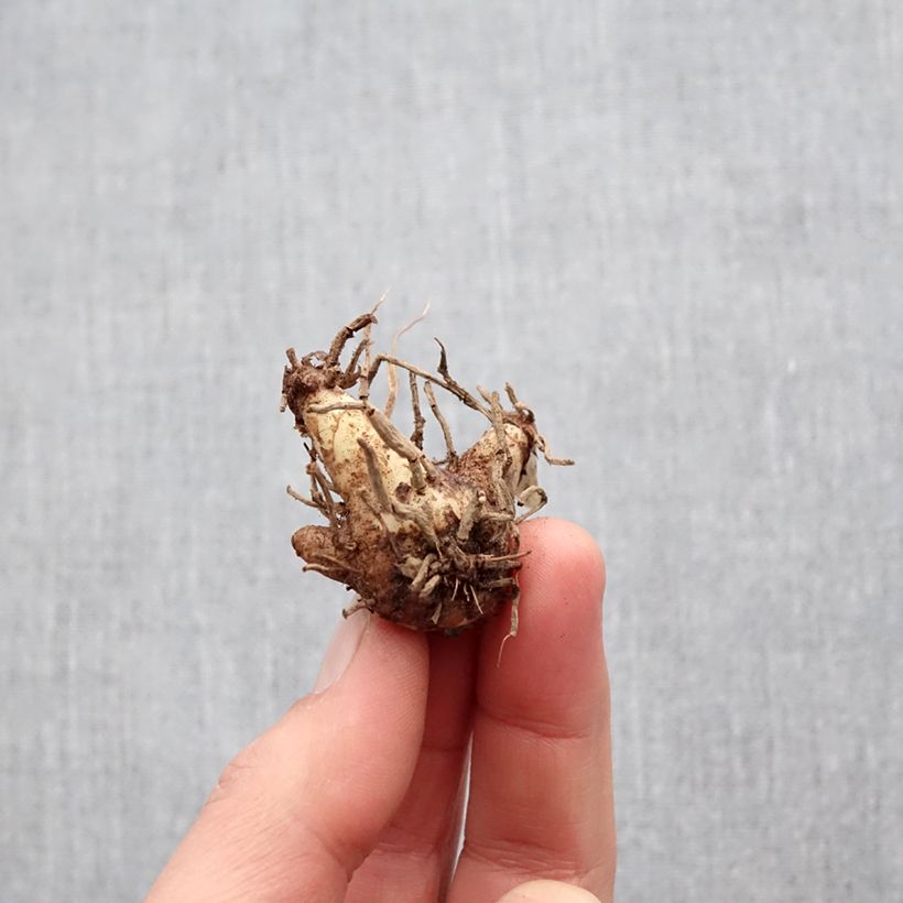 Spécimen de Bletilla striata Shi-ran - Orchidée jacinthe Bulbe tel que livré au printemps