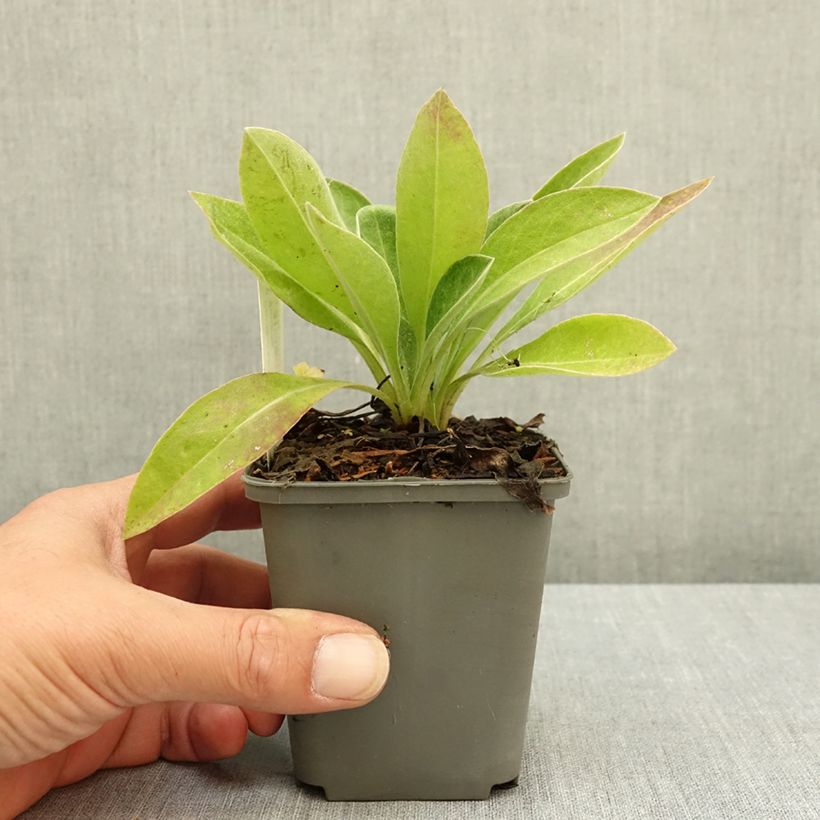 Spécimen de Bleuet des montagnes - Centaurea montana Violetta Godet de 8/9 cm tel que livré en été