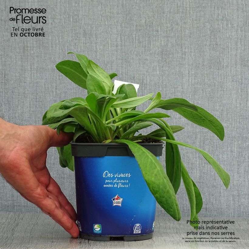 Spécimen de Bleuet des Montagnes - Centaurée montana Pot de 2L/3L tel que livré en automne