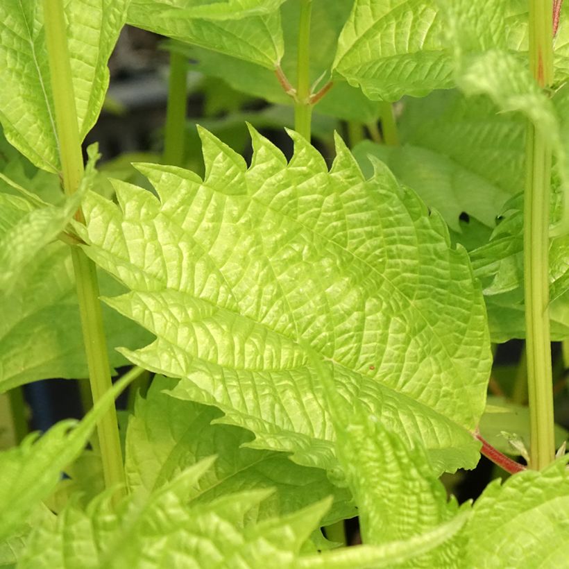 Boehmeria sieboldiana - Ortie de Chine (Foliage)