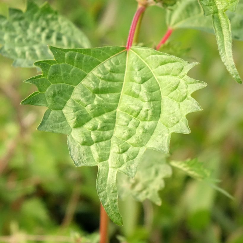 Boehmeria spicata - Ortie de Chine arbustive (Feuillage)