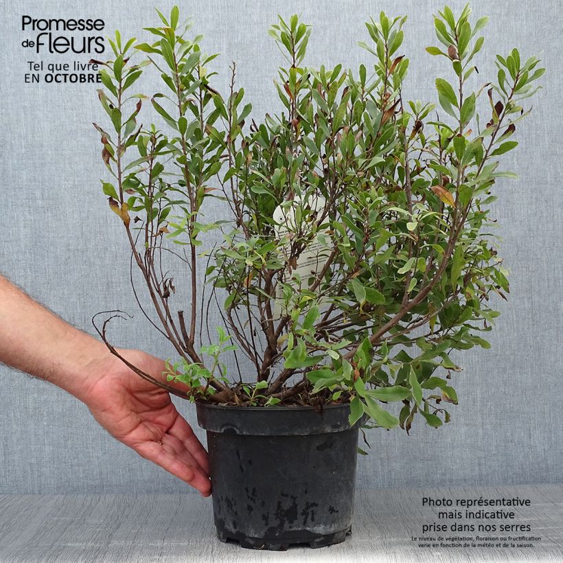 Spécimen de Bois-sent-bon - Myrica gale Pot de 1,5L/2L tel que livré en automne