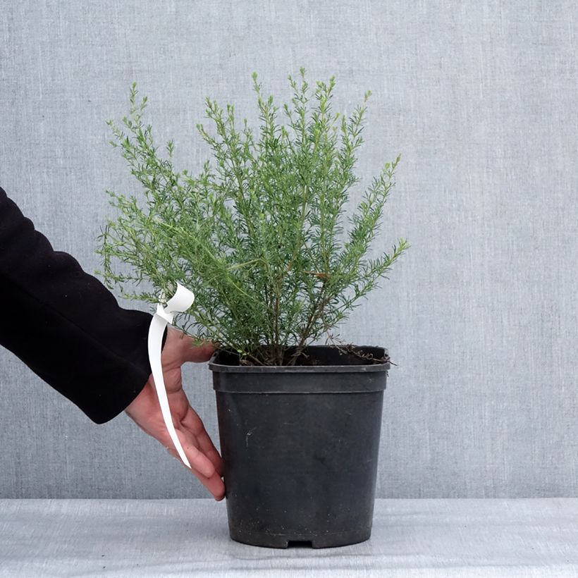 Example of Boronia pilosa Rose Blossom - Boronie velue Pot de 4L/5L as you get in hiver