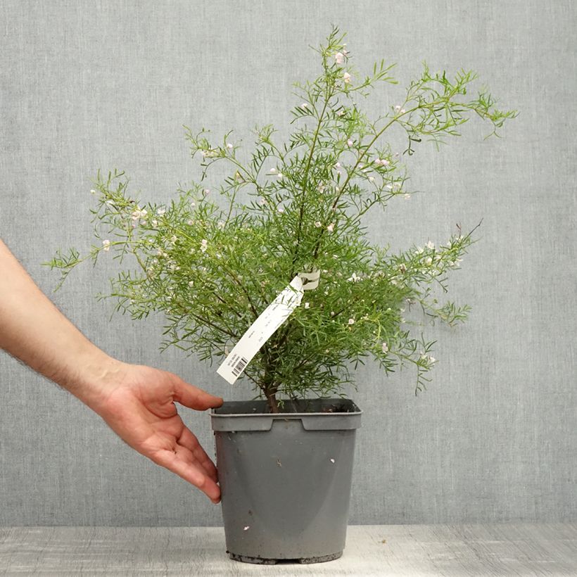 Example of Boronia pinnata var. muelleri - Boronie forestière Pot de 4L/5L as you get in printemps