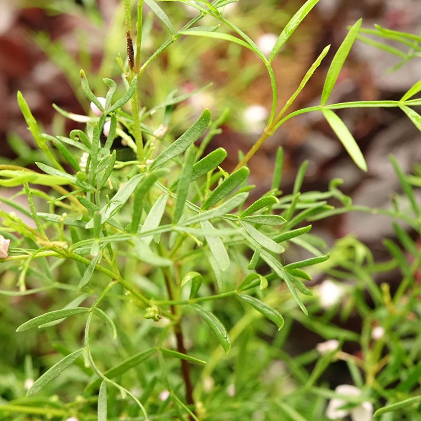 Boronia pinnata var. muelleri - Boronie forestière (Foliage)